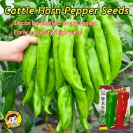 (Fast Growing 300Seed) Organic Giant Cattle Horn Pepper Seeds for Planting Vegetables Plants Sili Pa
