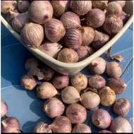 bawang tunggal putih / bawang putih lanang