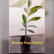 Musang KING kawin original