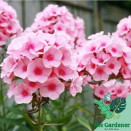 *Fresh Seed* Rare Phlox drummondii Flower Seed 福禄考花种子 Real Plant Seed Biji Benih Bunga
