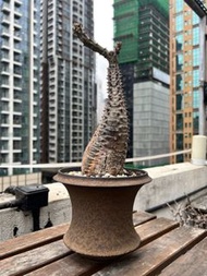 巴氏棒槌 塊根植物