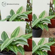 ♞(14) Prayer Plants/Calathea Varieties Uprooted Live Plants(Luzon only)