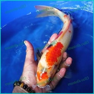 Miliki Ikan Koi Import /: Rumah Koi Jakarta / Kode 006