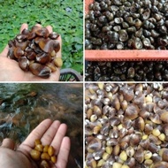 Promo / Kerang Remis Laya Pensi Segar Obat Liver Non Cod