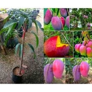 Mangga Irwin Thailand