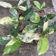 diven variegata