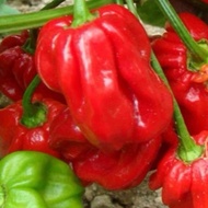 10pcs Seeds BOLIVIAN HERBANERO hot pepper exotic Chili home plant