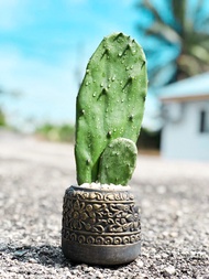 BUY 1 FREE 1 Pokok Cactus Hidup / Bunny ear cactus / Opuntia Microdasys / Kaktus