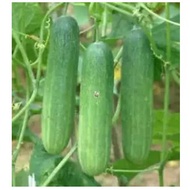 Green Stone Cucumber Seeds -F1 (Cucumis Sativus)