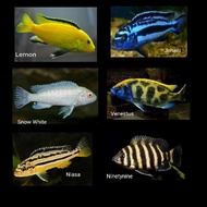 Ikan lemon,snow white,Niasa ikan chiclid siklid air tawar