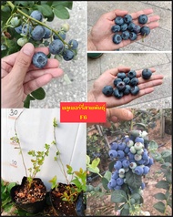 มี7สายพันธุ์ ต้น บลูเบอรี่ บลูเบอร์รี่ เล็กซี Blueberry LEXI ต้นบลูเบอรี่ ต้นบลูเบอร์รี่ พันธุ์ L 11