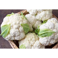50 Biji Benih Kembang Bermeo Cauliflower Seed - 50 Seed