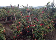 Cây lựu đỏ cây lựu đỏ Ấn Độ