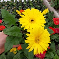 TANAMAN HIDUP HEBRAS BUNGA GERBERA