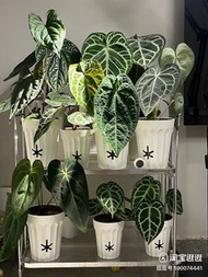 Semi Hydro / Self Watering Pot 自動吸水花盆