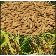 Palay seeds/ Red rice (¼kg) binhi