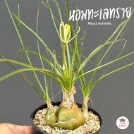 หอมทะเลทราย Albuca hummilis ไม้อวบน้ำ กุหลาบหิน Cactus&amp;Succulent หลากหลายสายพันธุ์