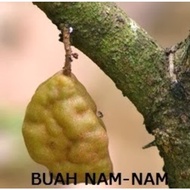 Pokok Buah Nam-nam PROMOSIIII ‼️‼️