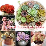 🌺บานเพื่อคุณเท่านั้น🌺 100ชิ้น/แพ็ค คุณภาพสูง Mixed Colour Succulent Seeds เมล็ดบอนสี เมล็ดแคคตัส ต้นไม้มงคลจิ๋ว ต้นไม้ฟอกอากาศ เมล็ดไม้อวบน้ำ เมล็ดพันธุ์ดอกไม้ - Seeds