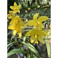 Spathoglottis Orchid（Orkid Pinang）兰花Bunga Kuning Flower Plant Size Bag 9x9 Bunga Hidup Orkid Bunga Cantik