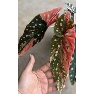 5 Biji Benih Keladi Maculata Caladium Begonia Seed - 5 Seed