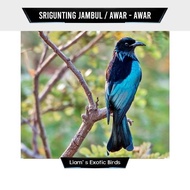Burung Srigunting Awar Awar Mata Putih jantan