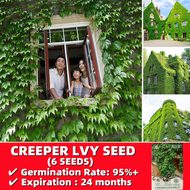 *ขายเมล็ดพันธุ์/ประเทศไทยพร้อมสต็อก* ปลูกง่าย ปลูกได้ทั้งปี 6 เมล็ด เมล็ดพันธุ์บอสตันไอวี่ Creeper Ivy Seeds Vine Climbing Plants Boston Ivy Seeds ต้นไม้ประดับ ต้นไม้ ของแต่งบ้าน ต้นไม้ตกแต่ง ต้นดอกไม้ เมล็ดดอกไม้ต้นไม้เลื้อย ต้นไม้มงคล บอนสีราคาถูกๆ