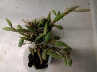 Dendrobium cucumerinum , 苦瓜石斛( 瓶苗 )
