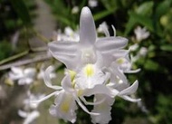 台灣 原生蘭花 Den. crumenatum (蘭嶼)鴿石斛(罕見~一年很多次花)野生蘭