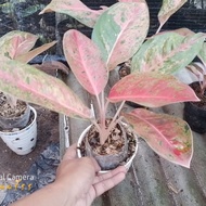 aglonema big roy mutasi pink 3 (real pict stok cuma satu)