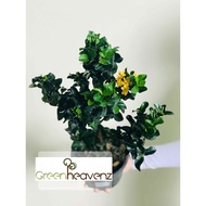 <Greenheavenz> Ixora Yellow Live Plant Pokok Jarum Kuning Outdoor Hiasan Landscape 密花龙船花