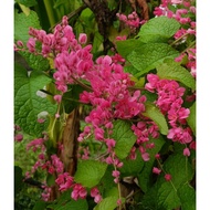 20 Biji Benih Pokok Bunga Air Mata Pengantin Pink # Bunga Kesukaan Lebah Kelulut