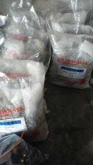 benih kecambah kelapa sawit Sriwijaya 6 kapas asli