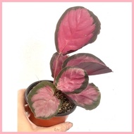 ✿ ☃ Calathea Crimson Plant 4-5 Leaves MEDIUM BUY 2 TAKE 1