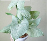 Singonium MONSINE TISU-Singonium tisu white