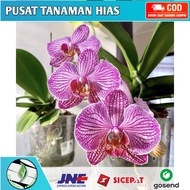 Seedling anggrek dendrobium fhal / Bunga Anggrek hidup/ Tanaman Hias Hidup /Bunga Hias Asli/ Bunga g