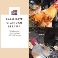 Ayam Kate - Ayam Serama - Sepasang