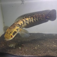 channa maru yellow sentarum 25-30cm