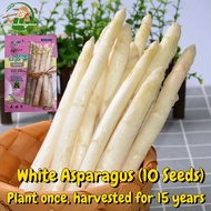 เมล็ดพันธุ์ หน่อไม้ฝรั่ง บรรจุ 10เมล็ด Asparagus Seed (Green WhitePurple) Organic Vegetable Seeds for Planting เมล็ดหน่อไม้ฝรั่ง ผักออร์แกนิก เมล็ดพันธุ์ผัก บอนไซ พันธุ์ผัก เมล็ดผัก เมล็ดพันธุ์พืช เมล็ดบอนสี ผักสวนครัว เมล็ดงอกสูง ปลูกง่ายปลูกได้ทั่วไทย