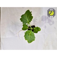 5 units Kale Seedlings / Curly Kale Small Plant