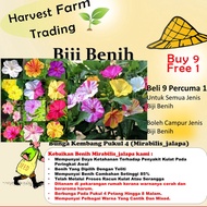 Biji Benih Bunga Pukul Empat Four O' Clock Seeds 10Pcs +-五彩香茉莉种子 Mirabilis Jalapa seed 四季耐热花種子 flower seed ros pokok 花种子