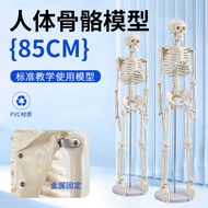 85cm Human Body Skeleton Model Whole Body Skeleton Human Body Model Adult Small Skeleton Teaching Mo