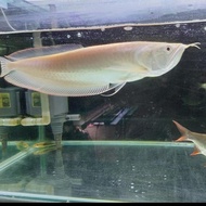 Arwana silver Albino -+35cm