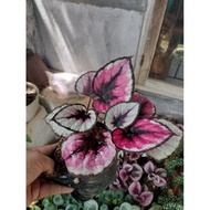 Tanaman Hias Begonia Rex Pink [Termurah]