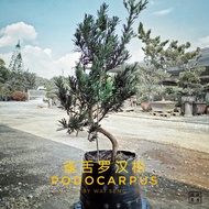 PODOCARPUS BONSAI STOCK [Small Leave Breed] 雀舌 罗汉松