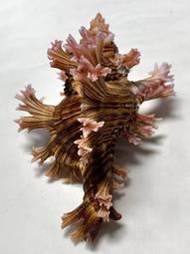 玫瑰千手螺 尺寸：88mm 產地：斯里蘭卡