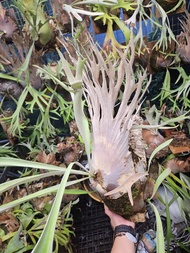 P. veitchii wild 野銀 鹿角蕨