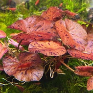Red Tiger Lotus and Nymphoides Hydrophylla 'Taiwan Lily' lowtech aquatic plants (1pc)