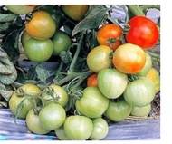 BENIH tomat KING KONG F1 bibit tanaman sayur sayuran buah KINGKONG big hybrid