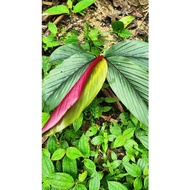 Pokok Tepus Hutan Daun Merah